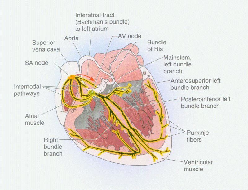 Boron05pg484 (88K)
