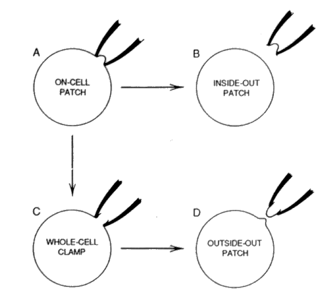 Alternate patch clamp configurations