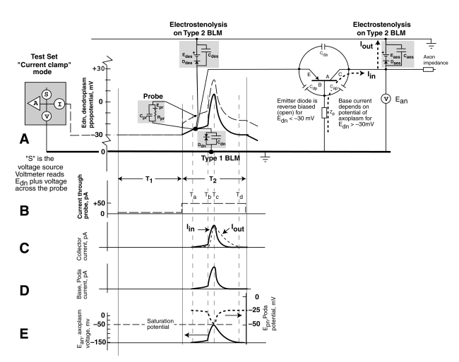 The complete patch clamp circuit