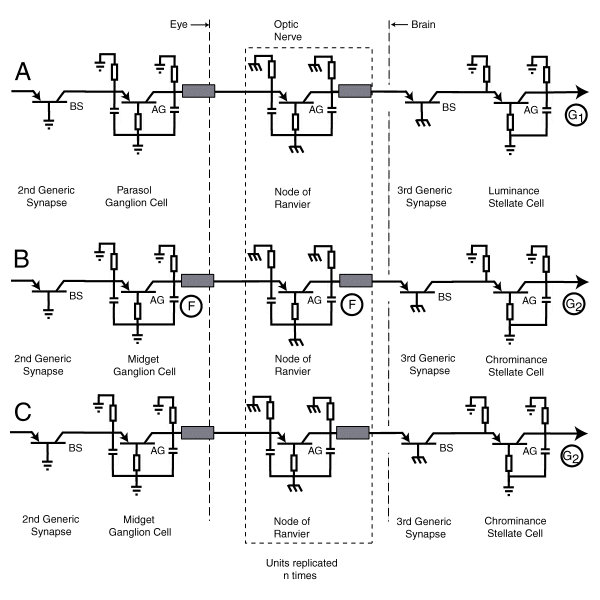 Fundamental circuit diagram associated with the optic nerve @ 600x1000 pixels