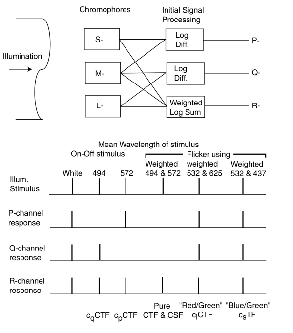 Contrast Protocol