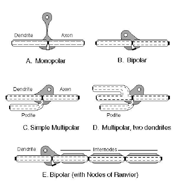 Fundamental neurons @ 600 pixels