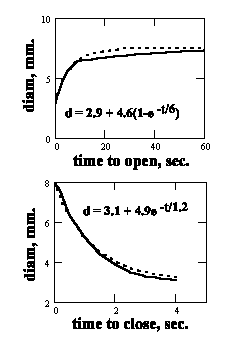 The intermediate time constants of adaptation associated with the iris of the eye