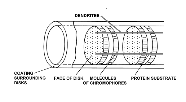 Caricature of outer segment