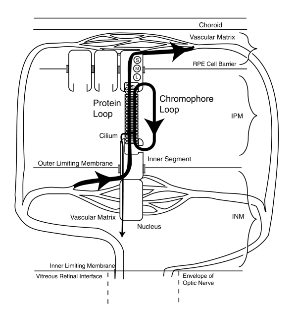 Caricature of outer segment replacement