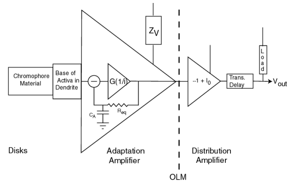 Photoreceptor in operational amplifier form