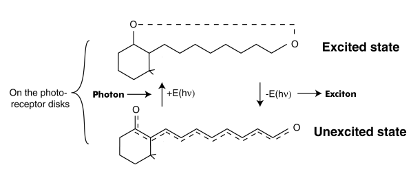 The photoexcitation/de-excitation mechanism