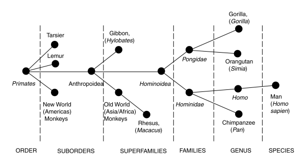 Phylogenic tree of the Primates based on vision @ 600x375 pixels