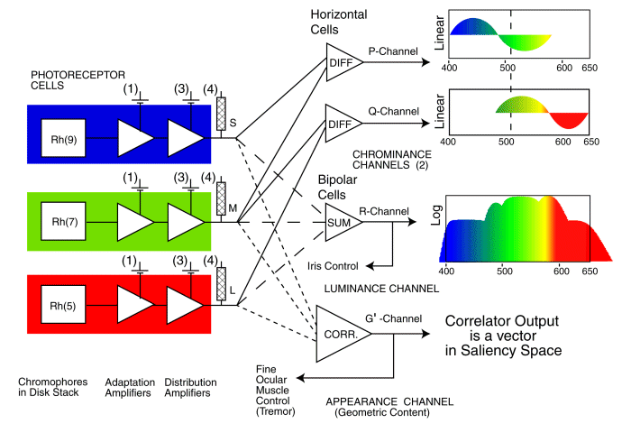 Long wavelength trichromat architecture