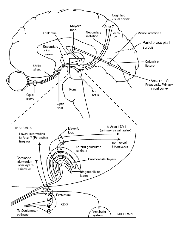 plan view of visual system @ 600 pixel width